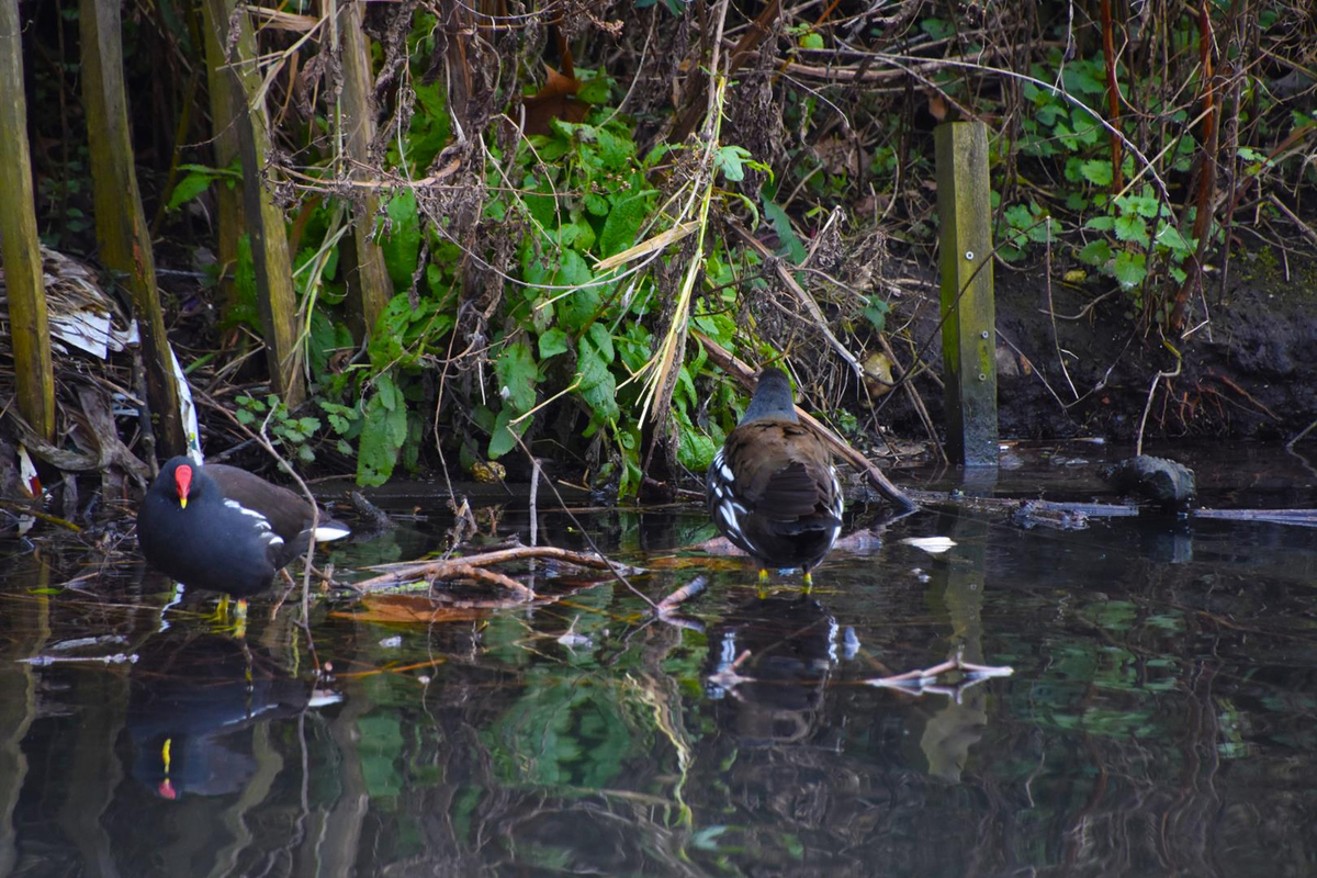 Wading birds - Richard King